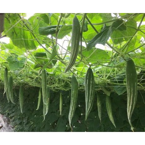 Hạt giống mướp nhật, lặc lày, mướp Tây cao sản F1