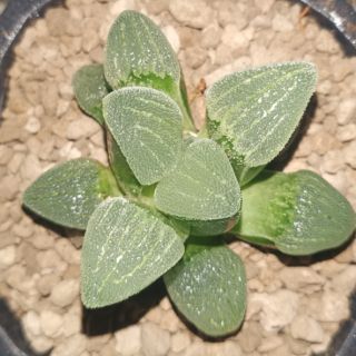 Sen đá kim cương - Haworthia Pygmaea