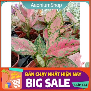 Cây vạn lộc 🌿- cây thiên phú xuất xứ đà lạt, lỗi 1 đổi 1 ❣️