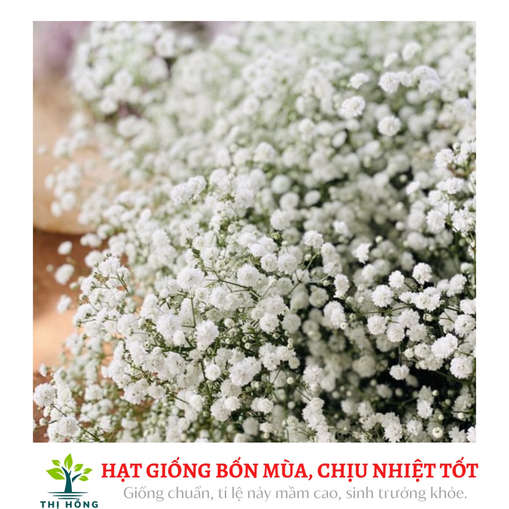 Hạt giống hoa Baby trắng 50 hạt - hoa chấm bi trắng