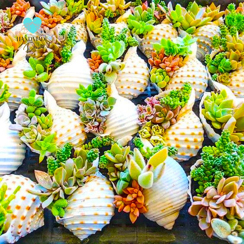 Chậu Trồng Cây Cảnh - Chậu Cây Mini - Sen Đá - Xương Rồng - Hoa Nhỏ - Kiểu Hình Xô - Bằng Vỏ Ốc