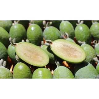 Cây  giống ổi dứa  cao 60_70 cm