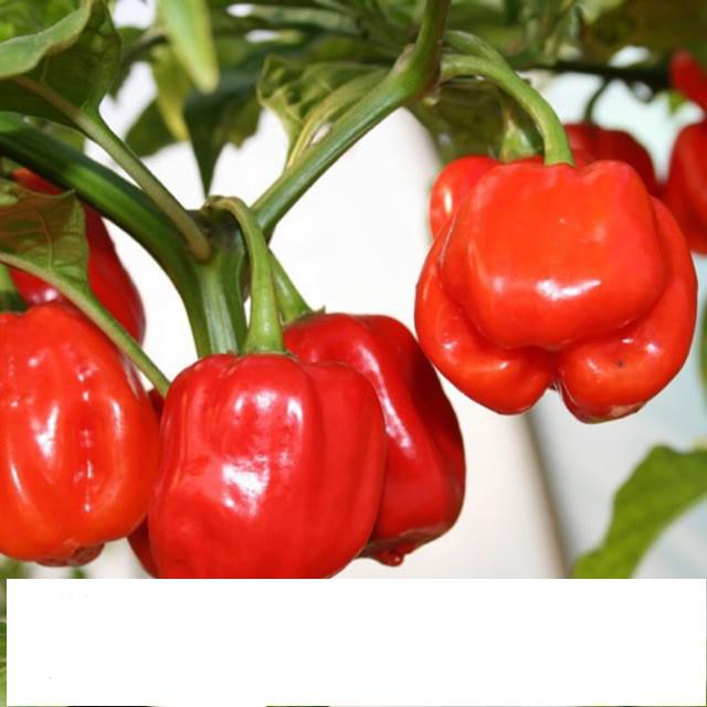 5 Hạt Giống Ớt Cay Habanero Scoville Giống Ớt Cay Nhất Thế Giới Giống Nhập Ngoại 5 Màu  KHUYẾN MẠI SHOP MỚI HẠ GIÁ SỈ