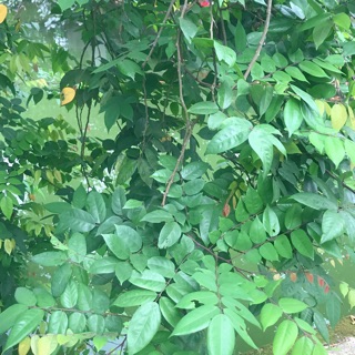 Lá khế vườn nhà TƯƠI - KHÔ ( 1kg)