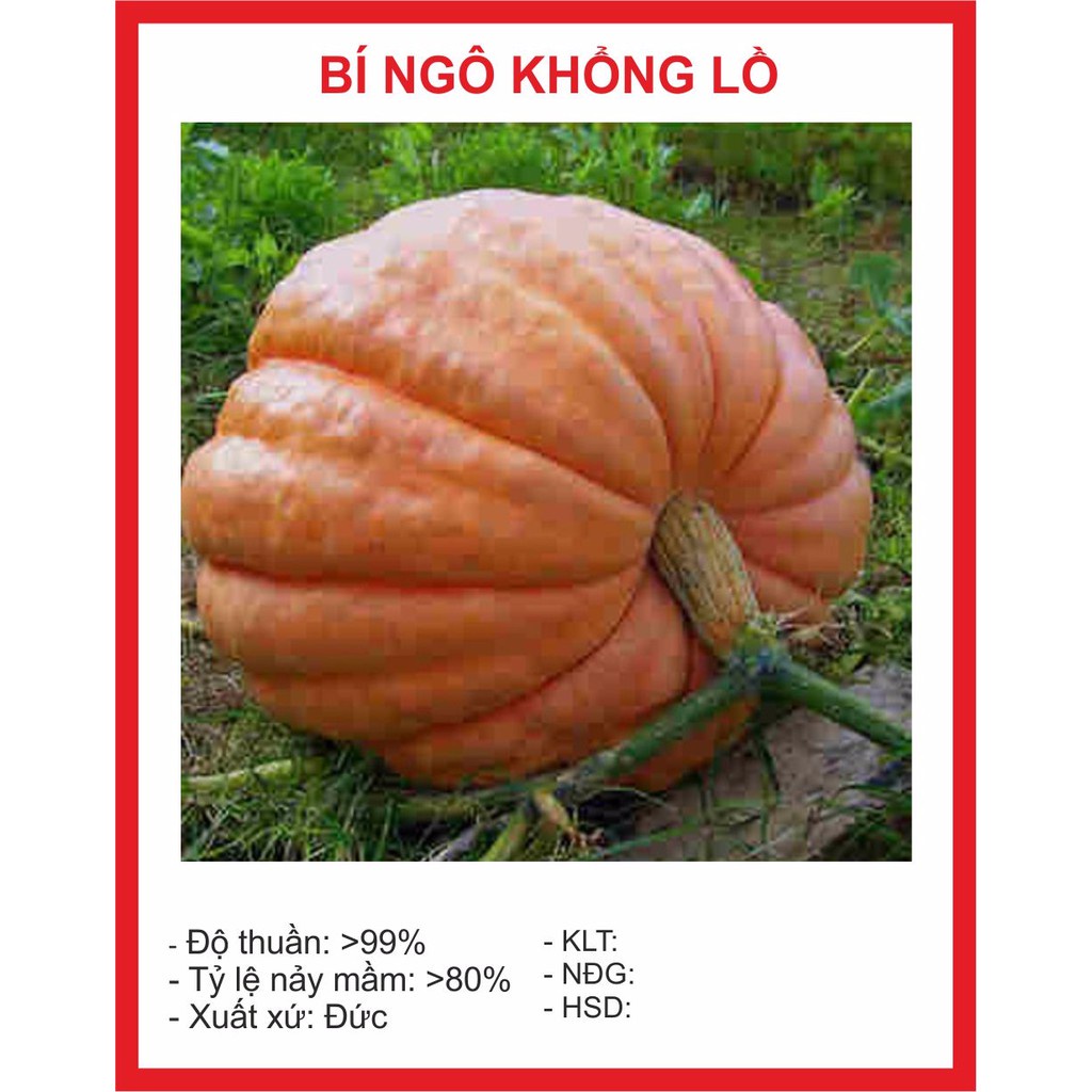 Hạt Giống Bí Ngô To Khổng Lồ (tặng kèm phân)