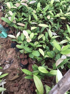 Trà hoa vàng Tam Đảo