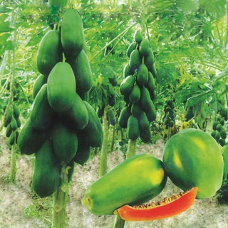 5 hạt giống đu đủ ruột đỏ
