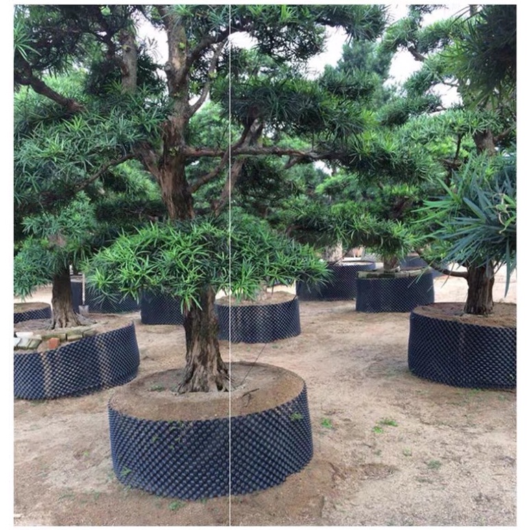 50m bầu v6 cao 40cm độ dày 0,7mm , bầu  quây cây thông minh , bầu chậu  ươm trồng cây, lưới quây cây