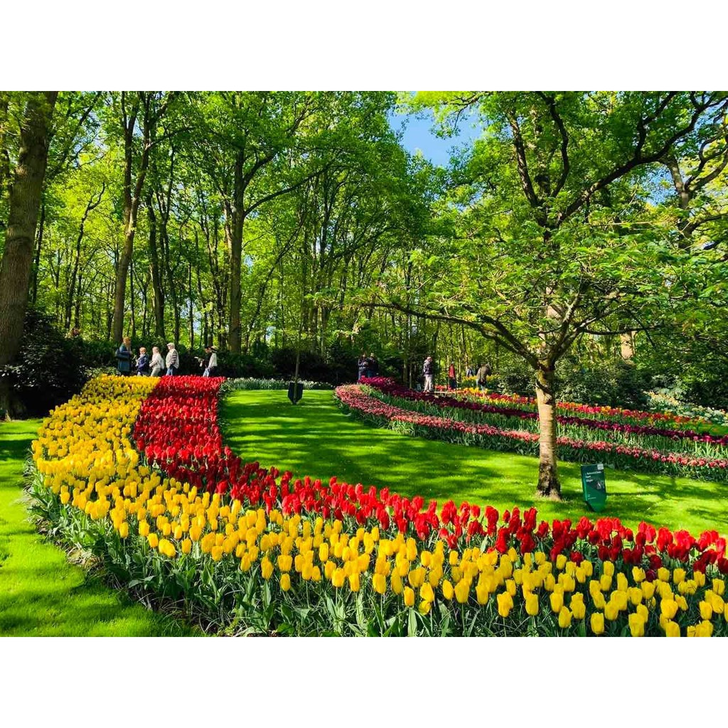 Combo 3 củ tulip hà lan +  tặng củ hoa ngẫu nhiên