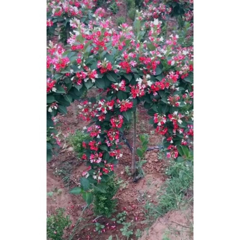 Cây Hoa Đại Cát