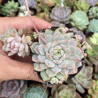SEN ĐÁ DÙ HỒNG 🌵FREESHIP 🔥 ĐÃ THUẦN XỨ NÓNG 🌟SIU CUTE CHUẨN SIZE BẦU 🌟