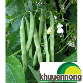 10 gr hạt giống đậu cove leo xanh