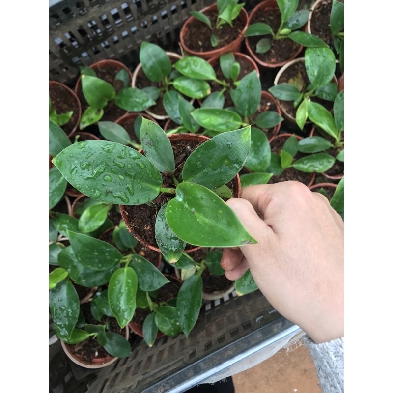 Mầm cây trầu bà đế vương kim cương