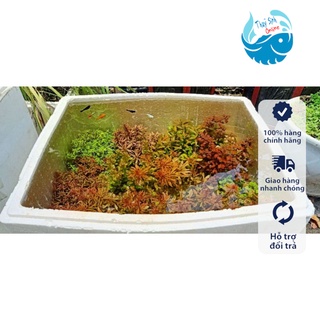 Cây Thuỷ Sinh SUNSET (không cần co2)