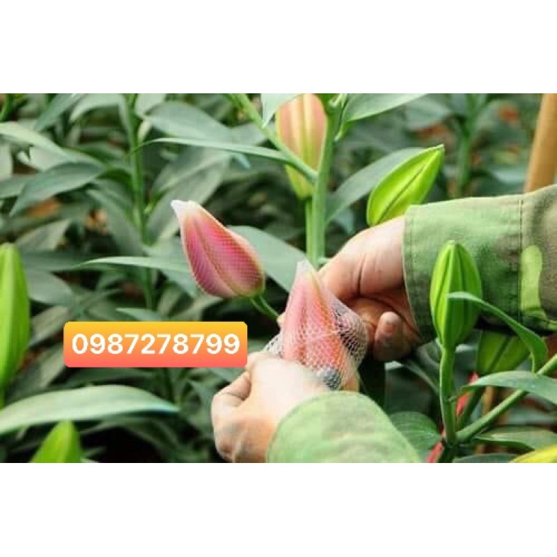Túi chụp hoa ly bán 100gram