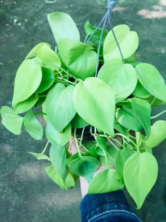 TRẦU BÀ TIM VÀNG GÁO DỪA
