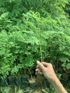 Cây phượng tím