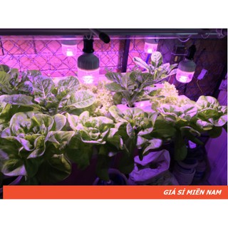 Đèn bub 15w trồng rau thủy canh, khi canh, rau sạch trong nhà - zako