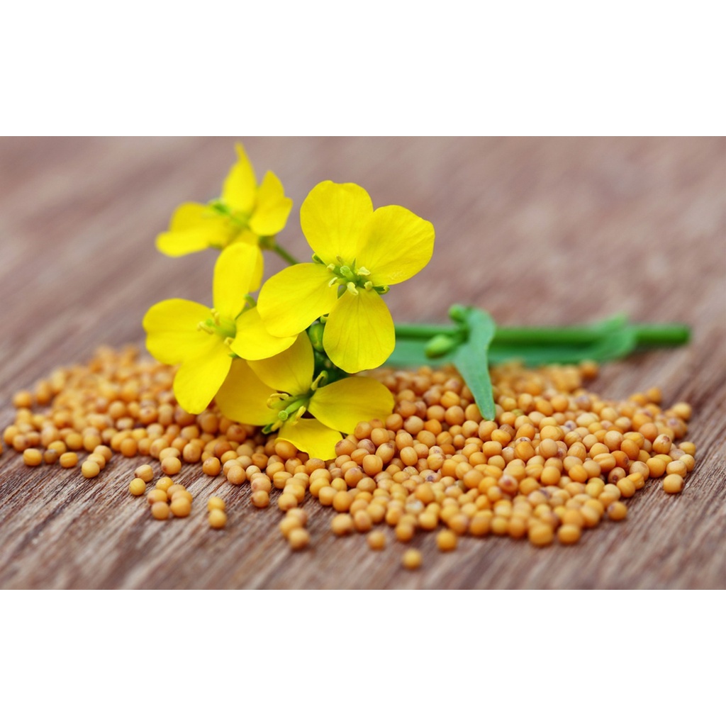 Bột Mù Tạt Vàng - Mustard powder loại ngon