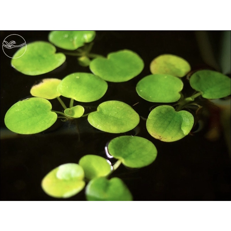 Limnobium laevigatu - Bèo Nhật - Cây Thuỷ Sinh