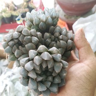 Haworthia Cooperi