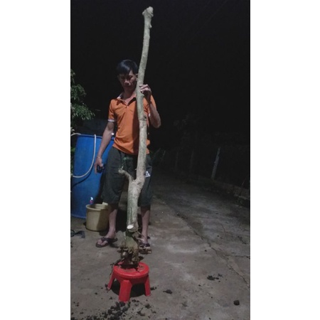 Hoa dâm bụt đỏ cổ