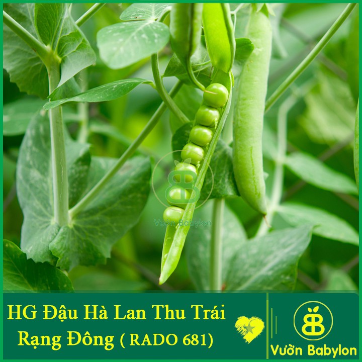 Hạt Giống Đậu Hà Lan Xanh 50G