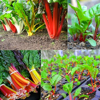 Hạt giống cải cầu vồng