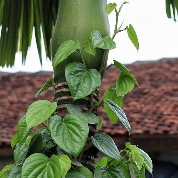 Cây Trầu Không ăn lá (Trầu Cau, Trầu Quế)