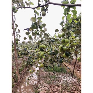 Táo lê Thái Lan siêu ngọt