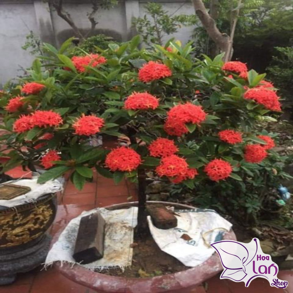 Mẫu Đơn Ta 🌲FREESHIP🌲 Đủ Màu