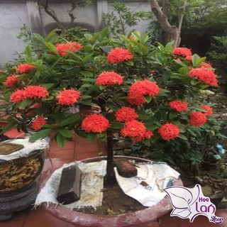 Mẫu Đơn Ta 🌲FREESHIP🌲 Đủ Màu [ Cây giống ]