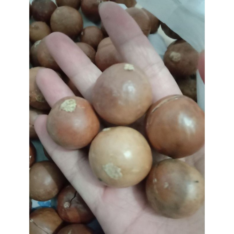 macca tươi 1kg