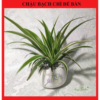 [Xanhshop22] Cỏ lan chi, cây dây nhện, cây nhảy dù