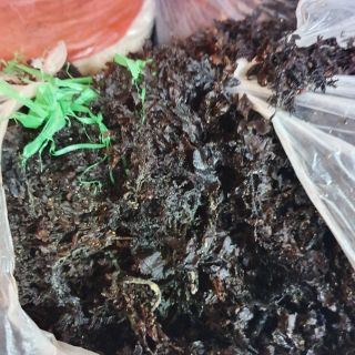 Rong đen nấu nước sâm - thanh nhiệt cơ  thể