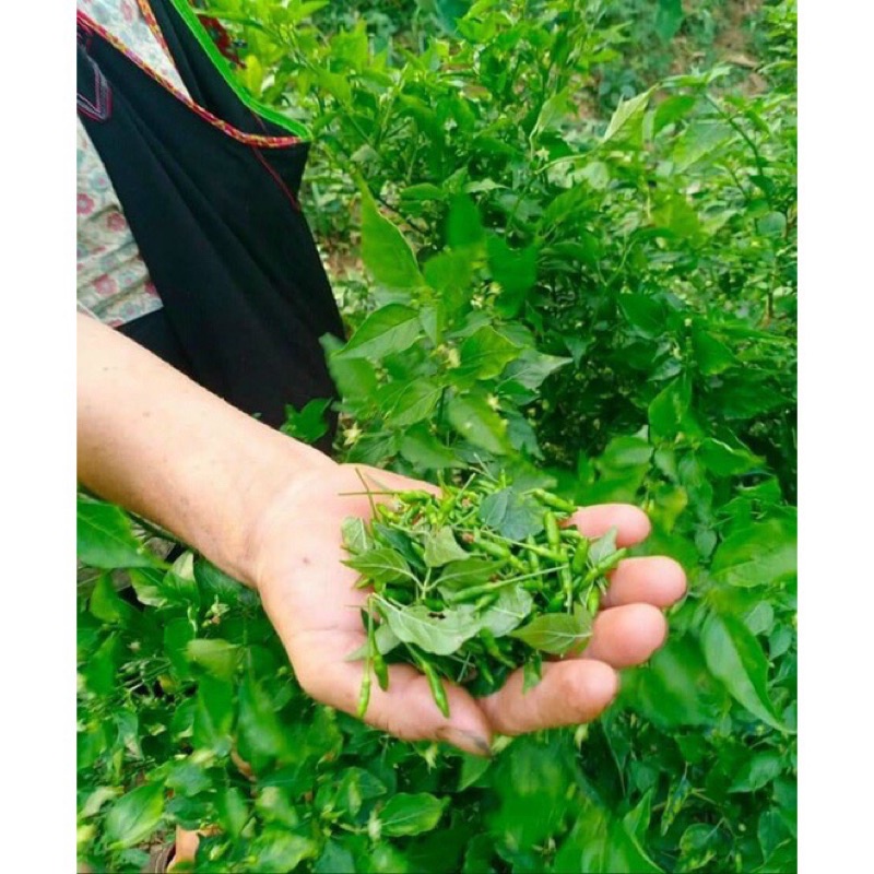 Ớt gió Đồng Văn Hà Giang xóc muối, ớt cứt chuột xóc muối   hũ thuỷ tinh 250 gram