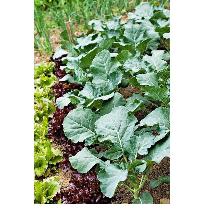 Phân Bón NPK Giúp Phát Triển Thân, Cành, Lá và Bộ Rễ MINRO 30-9-9 + TE (GÓI 1 KG)