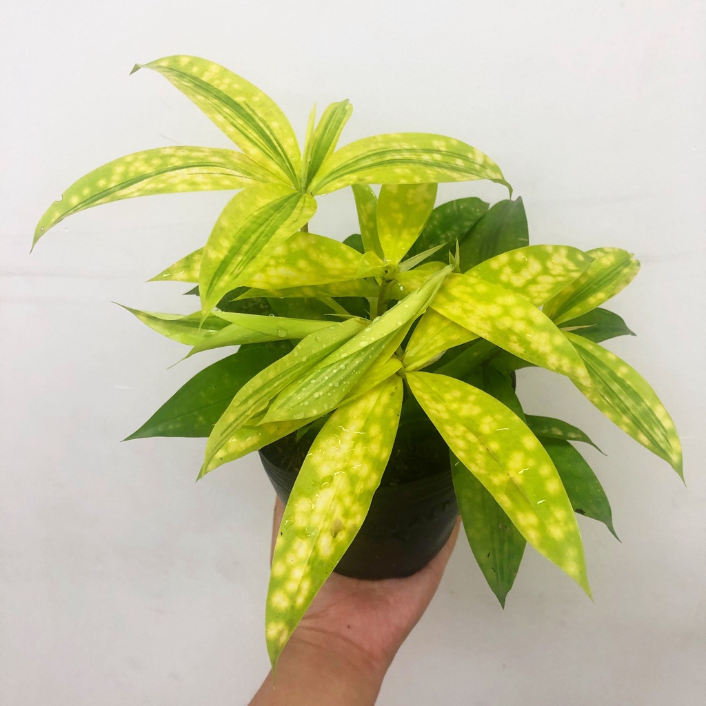 Cây Trúc nhật vàng , cây phong thủy trồng trong nhà trang trí nội thất văn phòng, ColorFull Shop