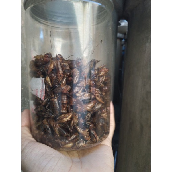 DẾ SẤY KHÔ 100 GRAM