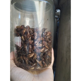 DẾ SẤY KHÔ 100 GRAM