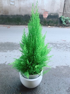 Chậu Cây Tùng Thơm