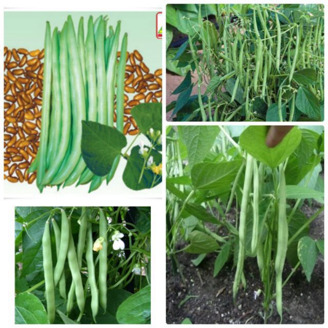 ĐỖ TỨ QUÝ 4 MÙA(trồng quoanh năm)