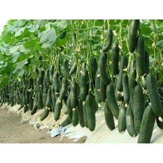 Hạt giống DƯA LEO XANH F1 CHỊU NHIỆT (dưa chuột thái chịu nhiệt)
