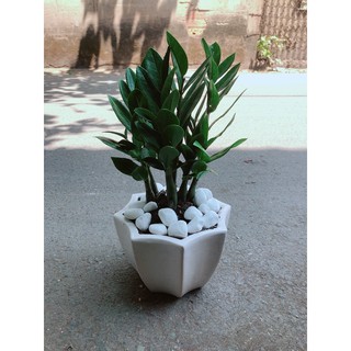 Chậu Cây Kim Tiền 35cm (Kim Phát Tài)