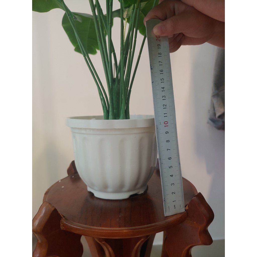 Cây lá rùa decor - Trầu bà lá xẻ giả trang trí