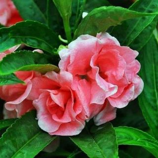 Hoa bóng nước