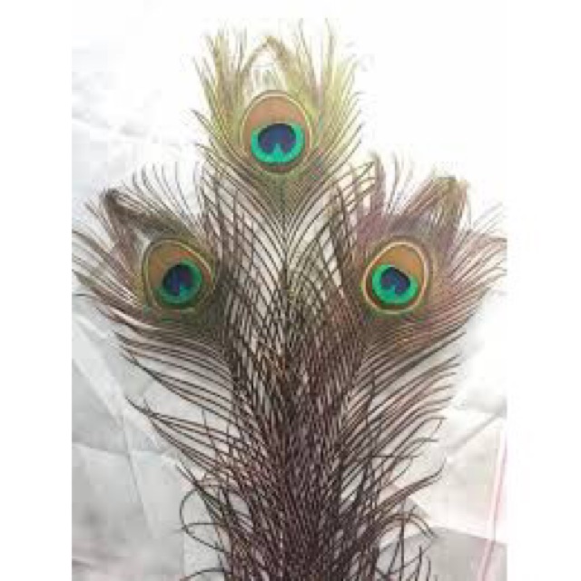 combo 30 lông công xanh 95-100cm loại to đẹp | BigBuy360 - bigbuy360.vn