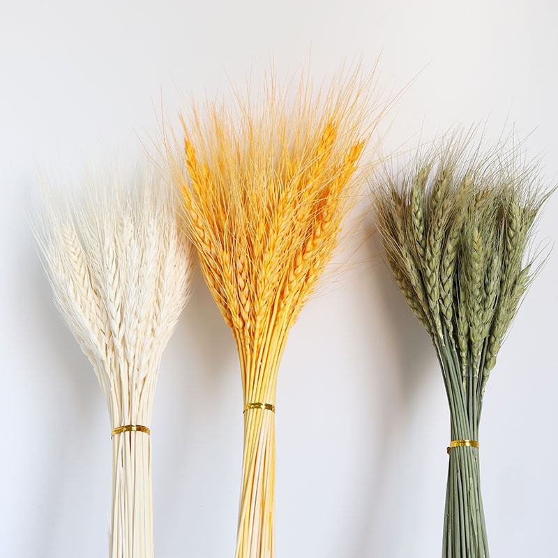 ❤️FREESHIP❤️ 10 cành lúa mạch khô DRIED WHEAT decor siêu bền