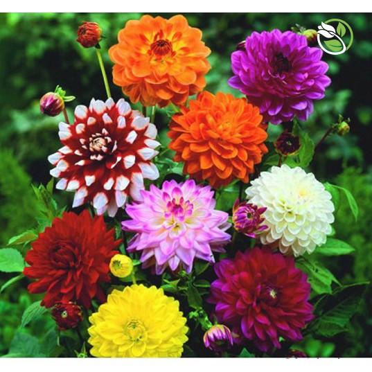 Hạt Giống Hoa Thược Dược Mix PN-05 Phú Nông - Gói 200mg - Dahlia Mix