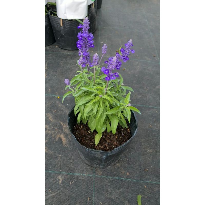 Hoa Violet (nữ hoàng xanh)